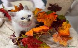 Ragdoll cats for sale: Adorable Ragdoll Kittens GCCF Registered  - Image 9