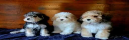 Jackapoo dogs for sale: Beautiful Jackapoo puppies boys and girls - Advert 4