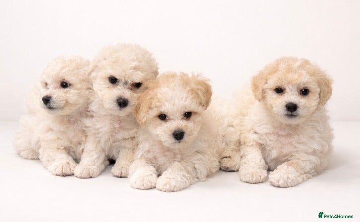 Bichon Frise dogs Bichon Frisee puppies looking for a loving home - Advert 6