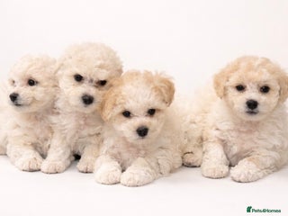 Bichon Frise dogs Bichon Frisee puppies looking for a loving home - Advert 6