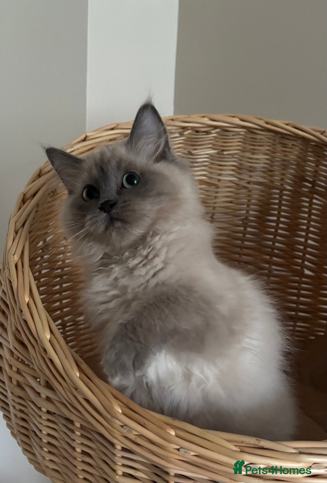 Ragdoll cats for sale: Beautiful blue mink colourpoint boy tica reg - Advert 12