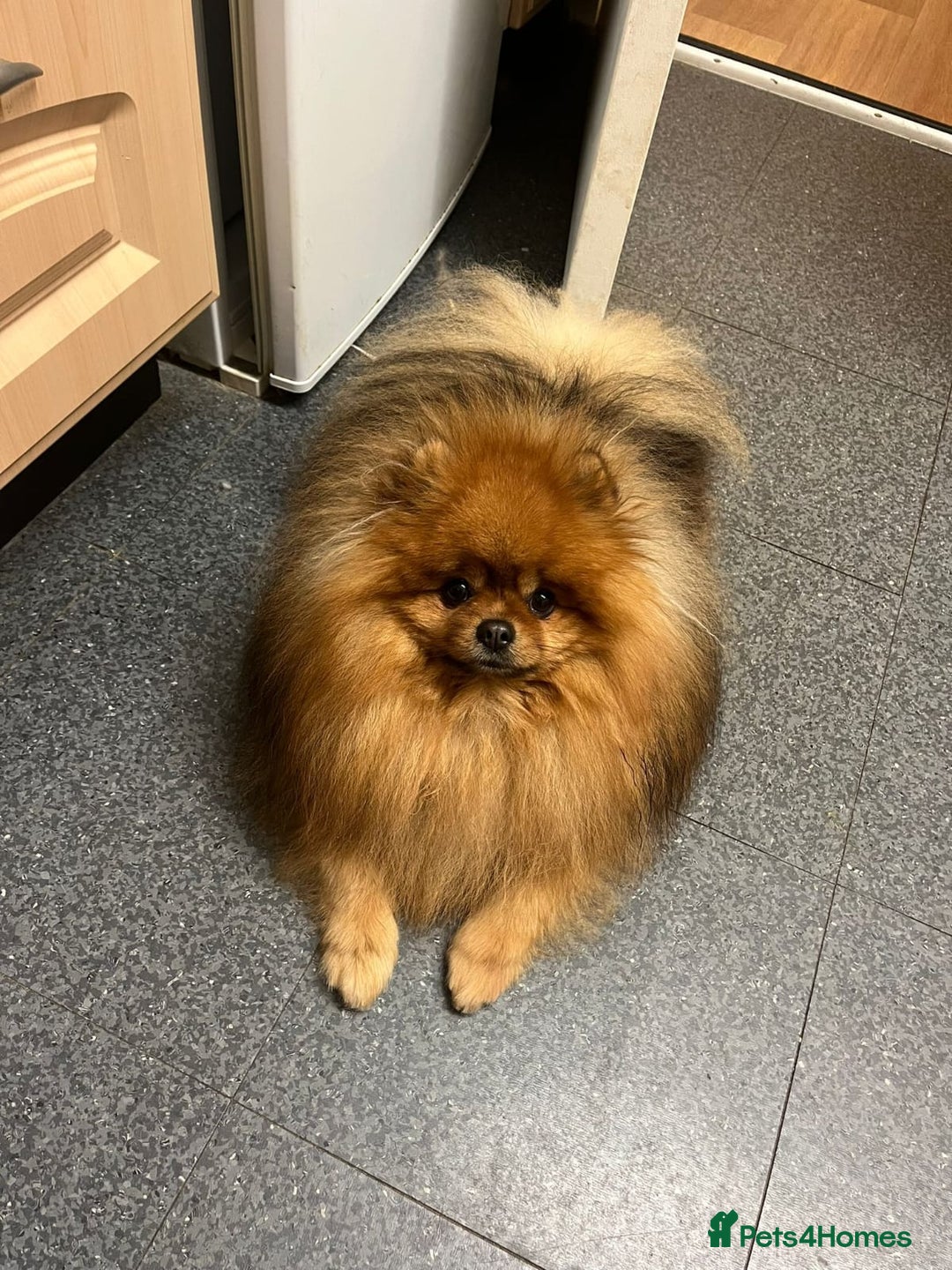 Pomeranian dogs for sale: Luxury puppy for sale - Advert 24