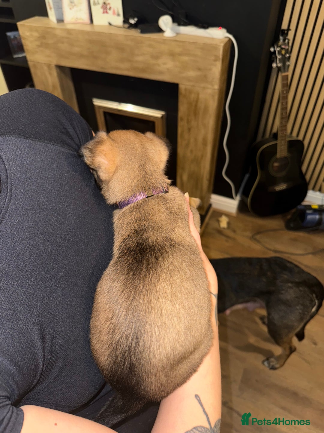 Belgian Shepherd Dog dogs for sale: Pure Belgian Malinois Puppies - Advert 22