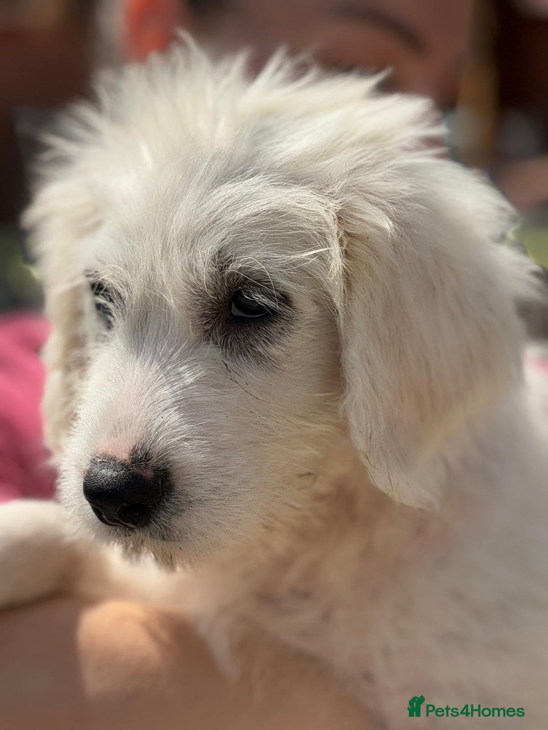 Mixed Breed dogs for adoption: Meet JOJO - a superb big girl, for a Loving Home - Image 17