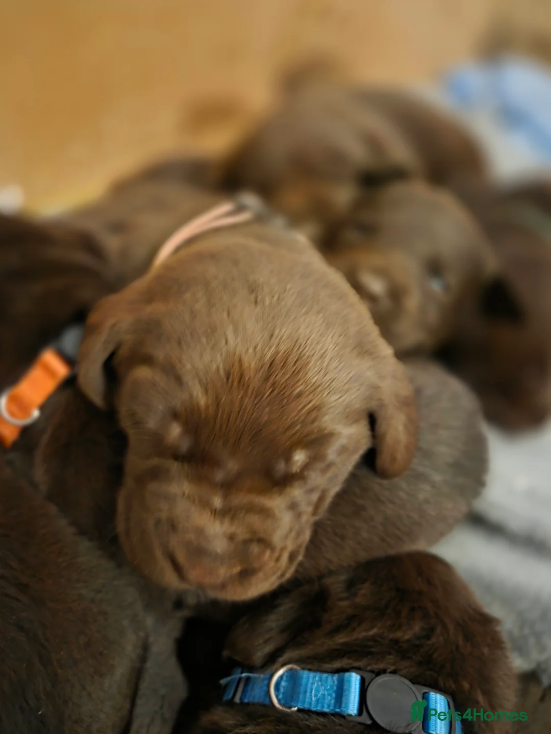 Labrador Retriever dogs for sale: Stunning KC working chocolate labs - Advert 3