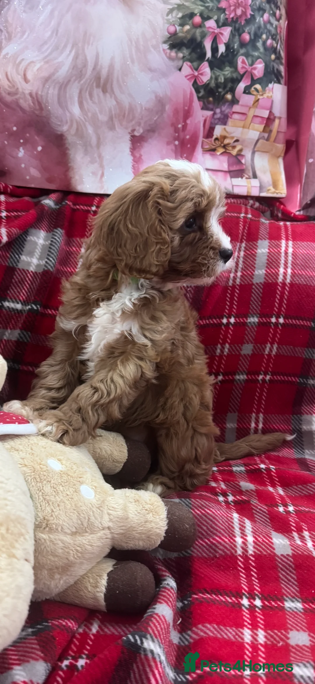 Cavapoo dogs for sale: Cavapoo boy pups ready now 🏡 - Advert 13