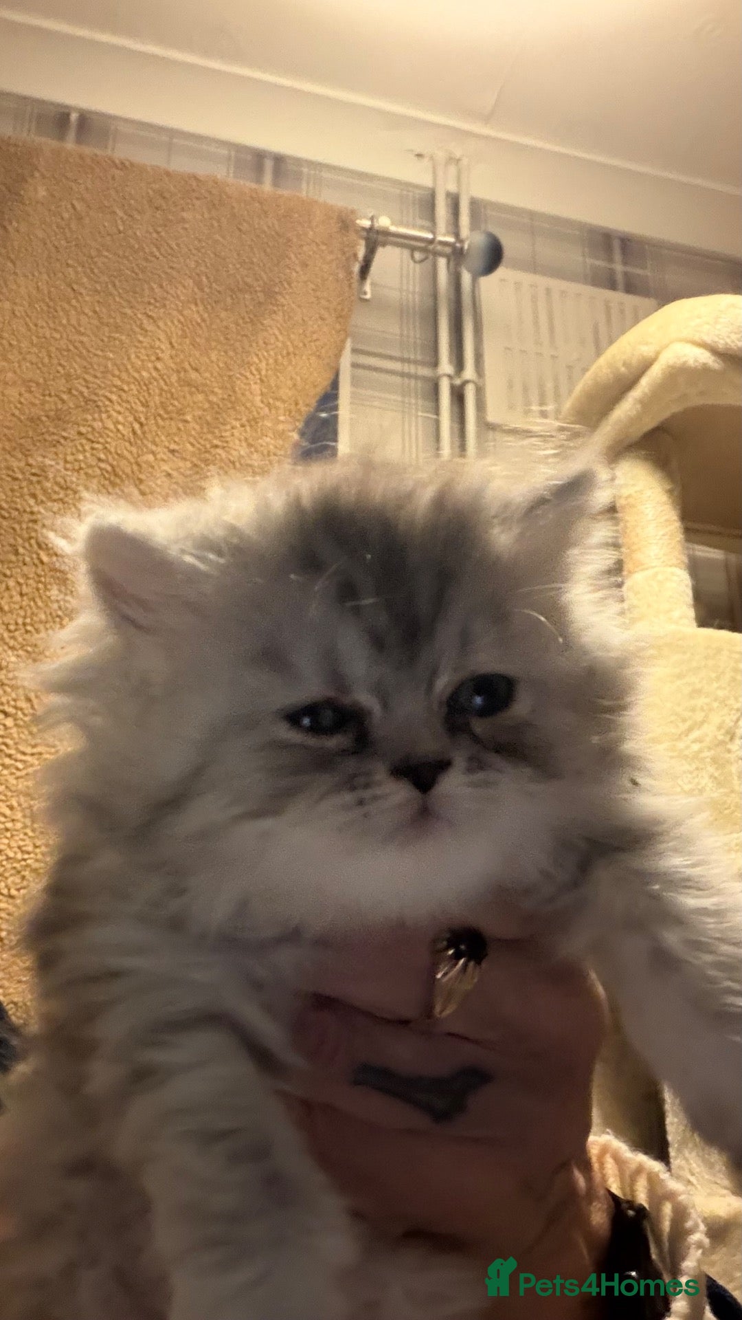 Persian cats Chinchilla exotic kittens  - Advert 18