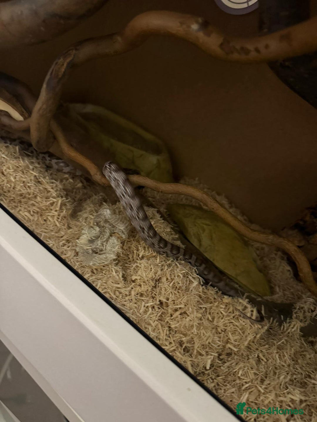 Corn Snake reptiles for sale: Female corn snake - Advert 3