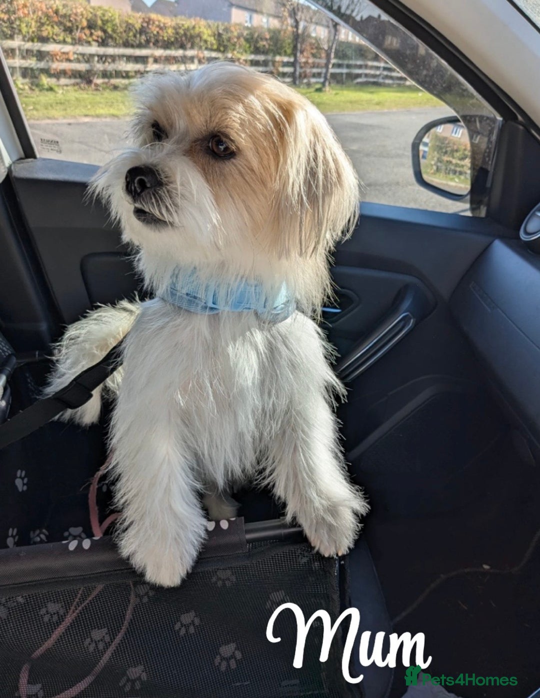 Mixed Breed dogs for sale:  Yorkshire terrier/ lhaso Apso hybrid pups - Advert 7