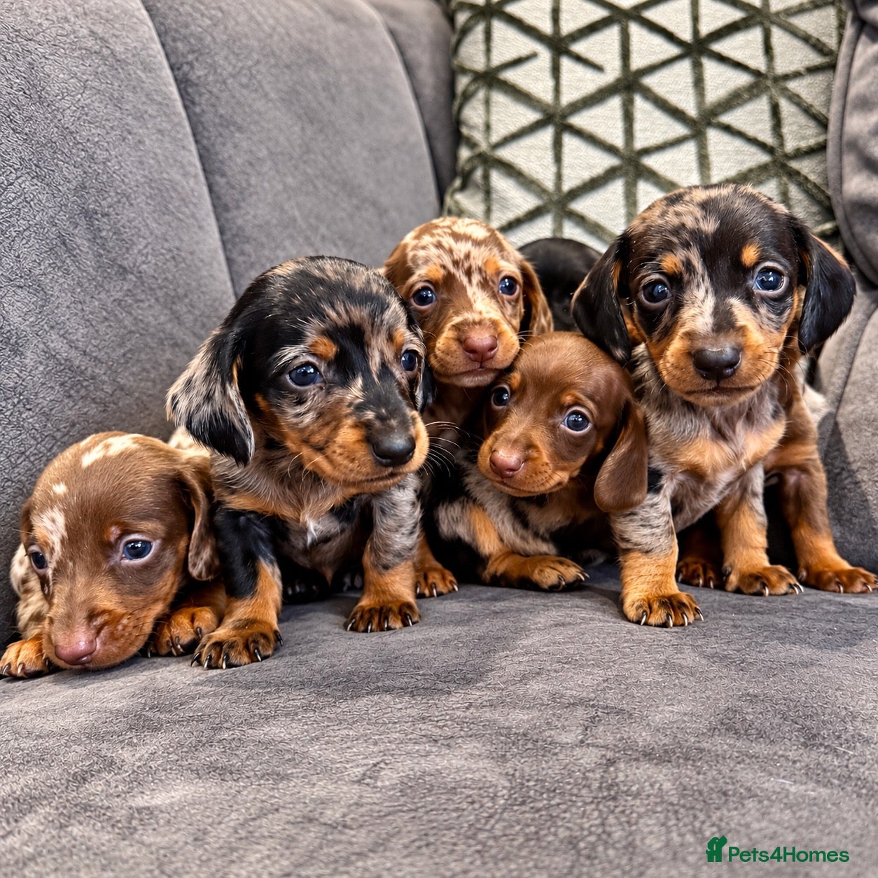 Miniature Dachshund dogs 🐾 KC Reg Mini Dachshund Pups Licensed Breeder 🐾  - Advert 1