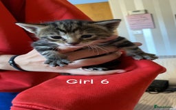 Mixed Breed cats for sale: 6 mixed breed kittens - Image 7