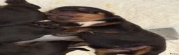 Rottweiler dogs for sale: Rottweiler pups - Advert 5
