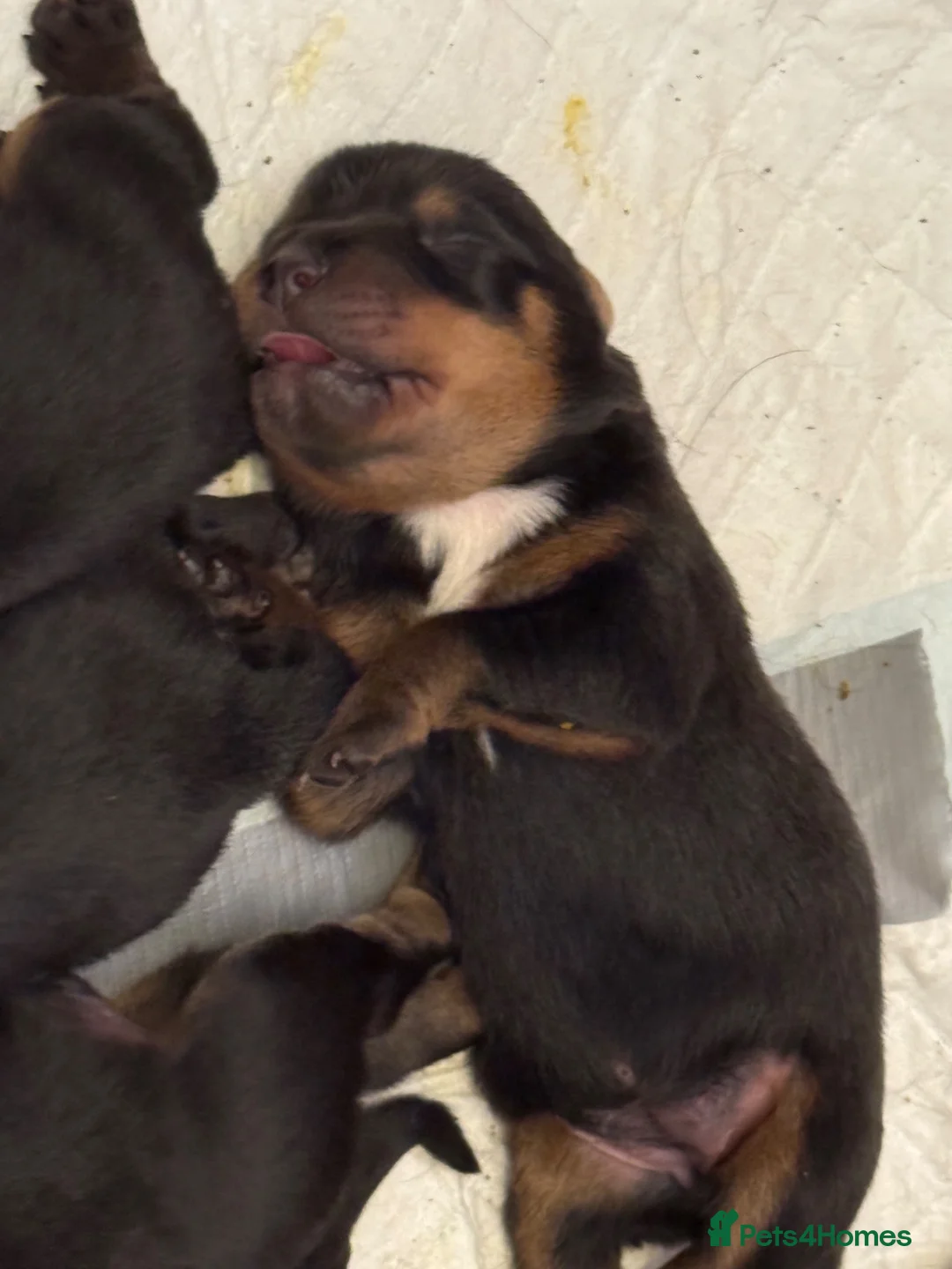 Rottweiler dogs for sale: Rottweiler pups - Advert 5