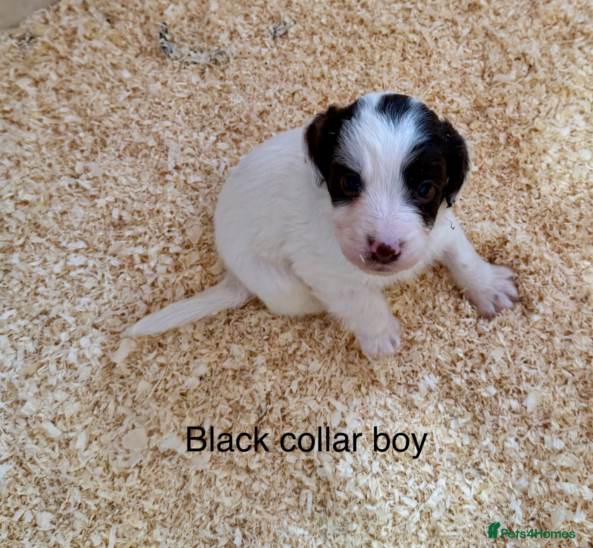 Sproodle dogs Sproodle puppies from experienced, licensed breedr - Advert 1