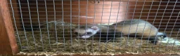 Ferret rodents for sale: Ferret kits - Advert 5