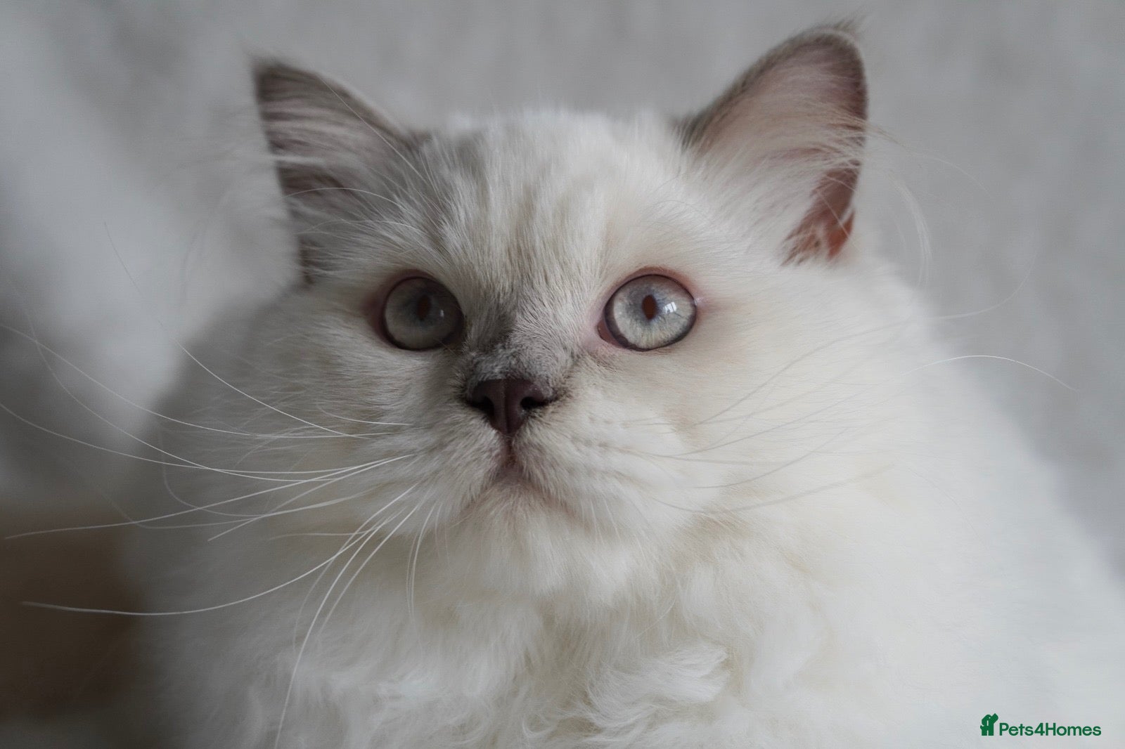 British Longhair cats Beautiful and friendly NEUTERED kitten - Advert 1