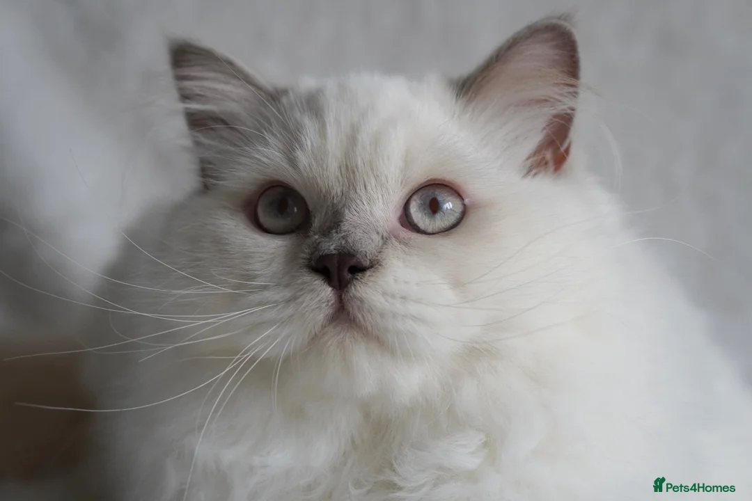 British Longhair cats for sale: Beautiful and friendly NEUTERED kitten - Advert 1