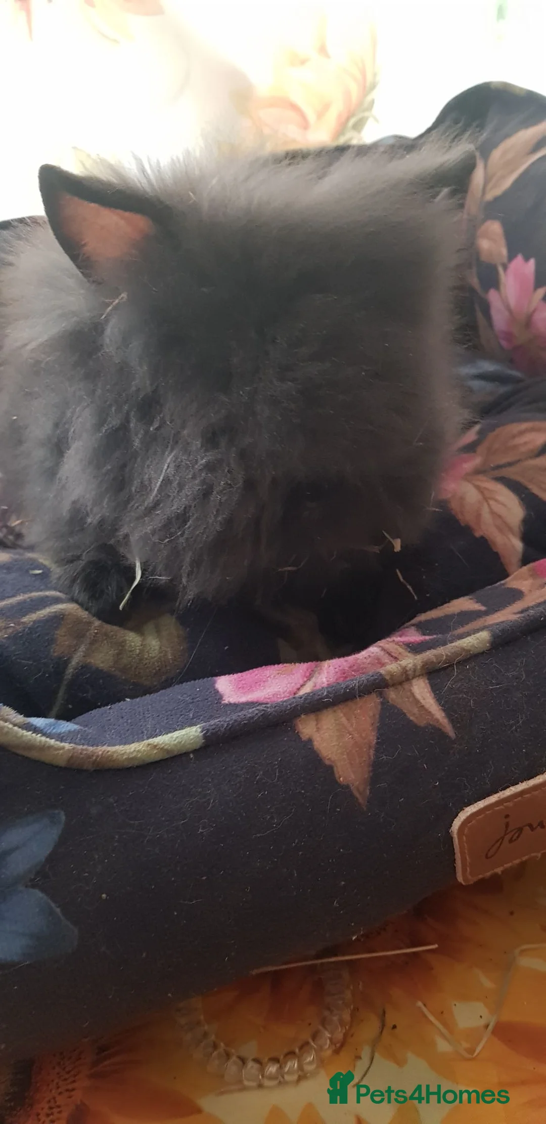Lionhead rabbits for sale: 🐰 Pedigree Bunnies for Sale 🐰 - Advert 2