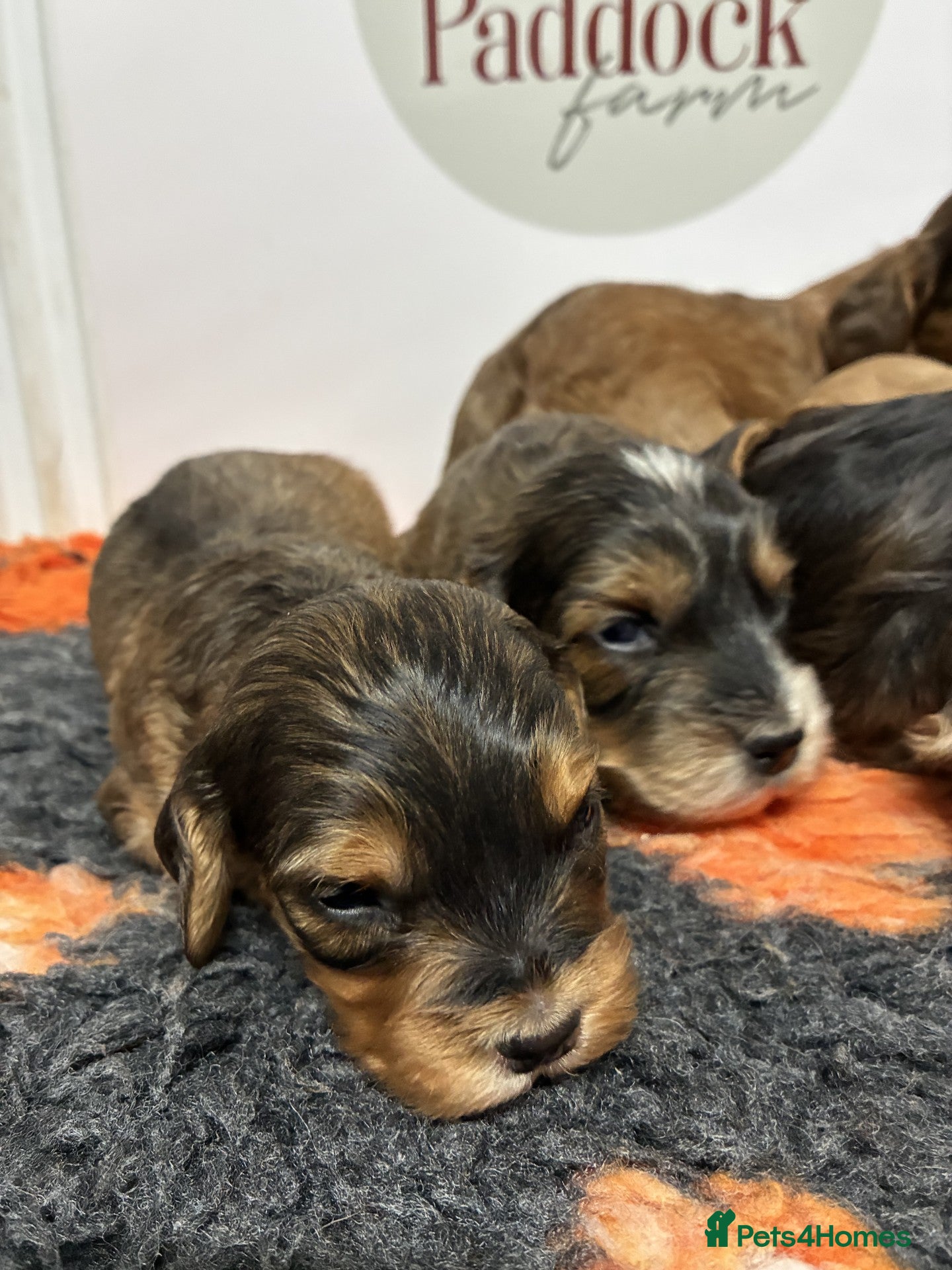 Cockapoo dogs for sale: 🌟 Stunning F1 cockapoo puppies 🌟 - Advert 5