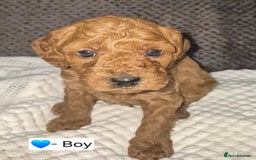 Goldendoodle dogs for sale: Stunning F1B GoldenDoodle- health tested parents  - Advert 3