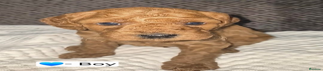 Goldendoodle Puppy 2