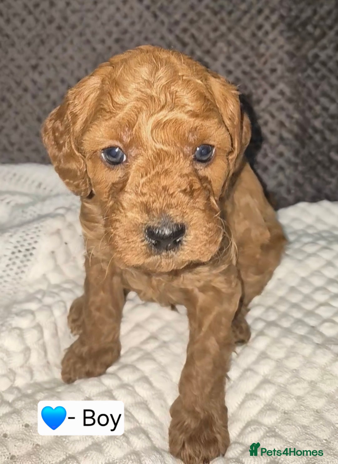 Goldendoodle dogs for sale: Stunning F1B GoldenDoodle- health tested parents  - Advert 3