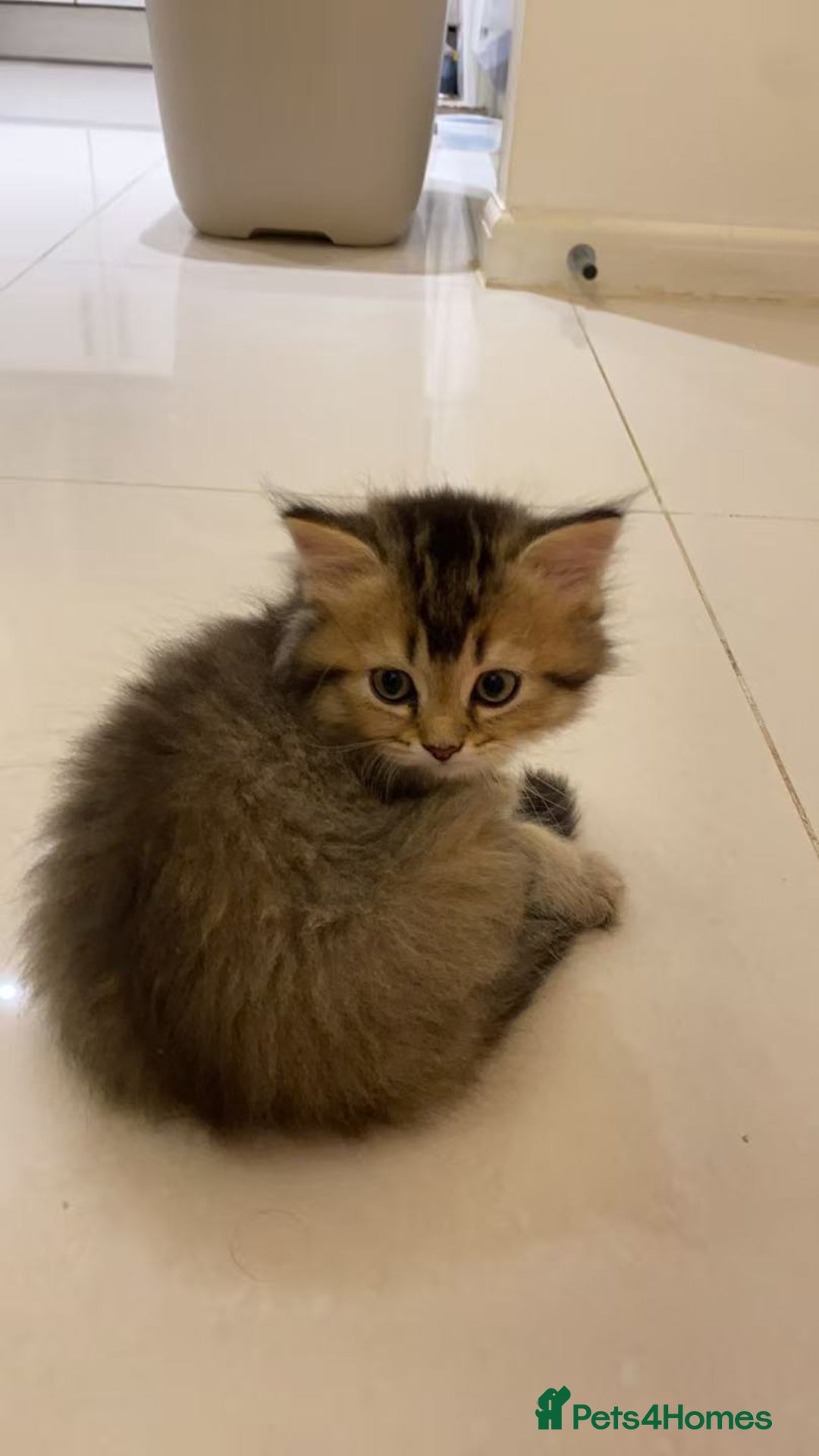 Scottish Fold cats for sale: Stunning Scottish fold kittens are ready - Advert 8