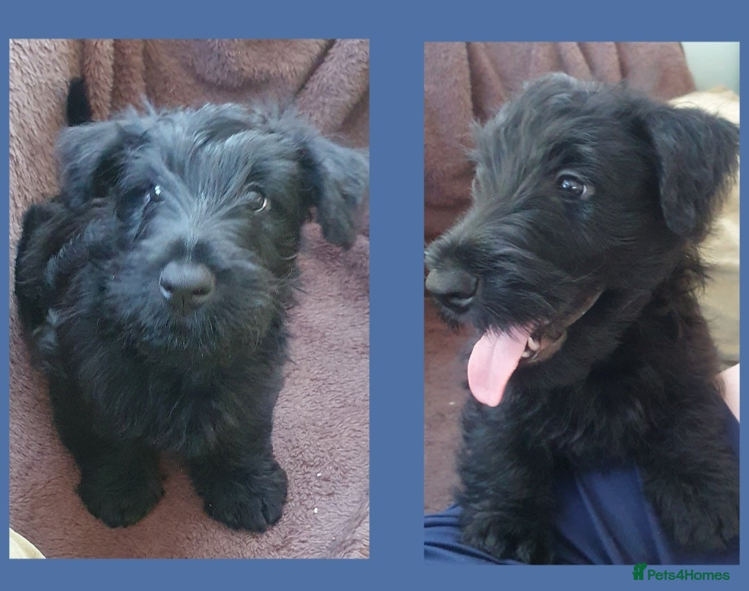 Scottish Terrier dogs for sale: Girl KC Reg vWD/CMO Clear Scottish Terrier Puppy  - Image 4