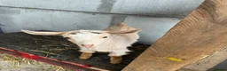 Goats livestock for sale: Royal golden guernsey wethers  - Advert 6