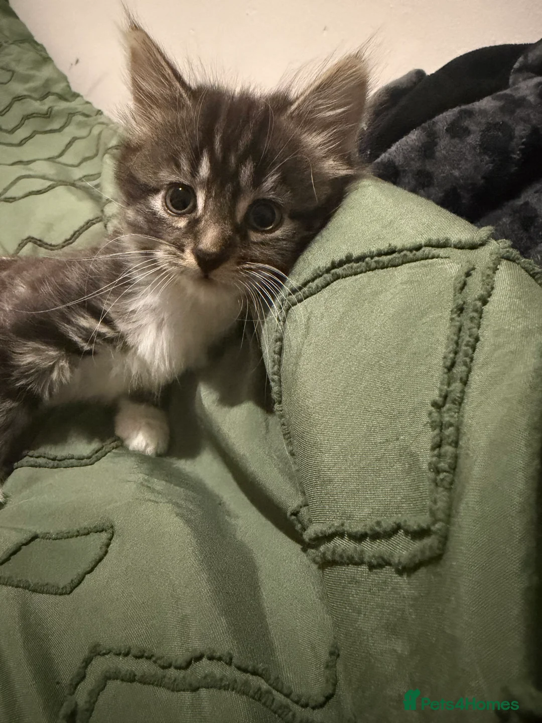 Domestic Shorthair cats for sale: Tabby female and ginger male kittens - Advert 1