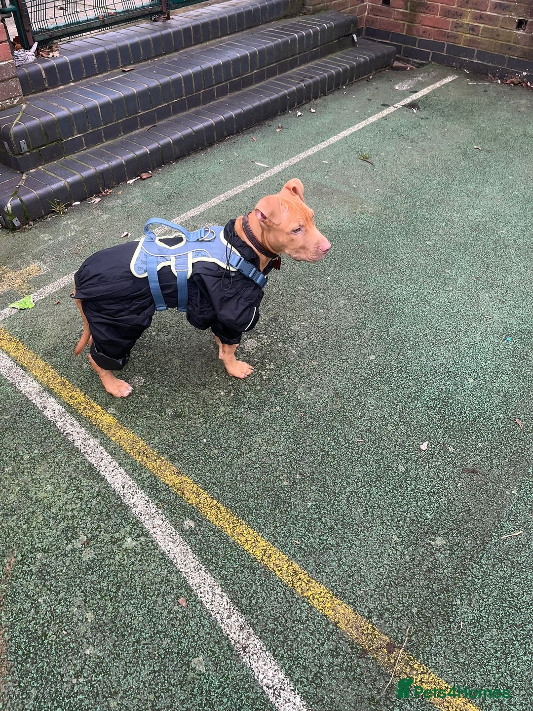 Mixed Breed dogs for sale: 4 month old male puppy - Advert 5