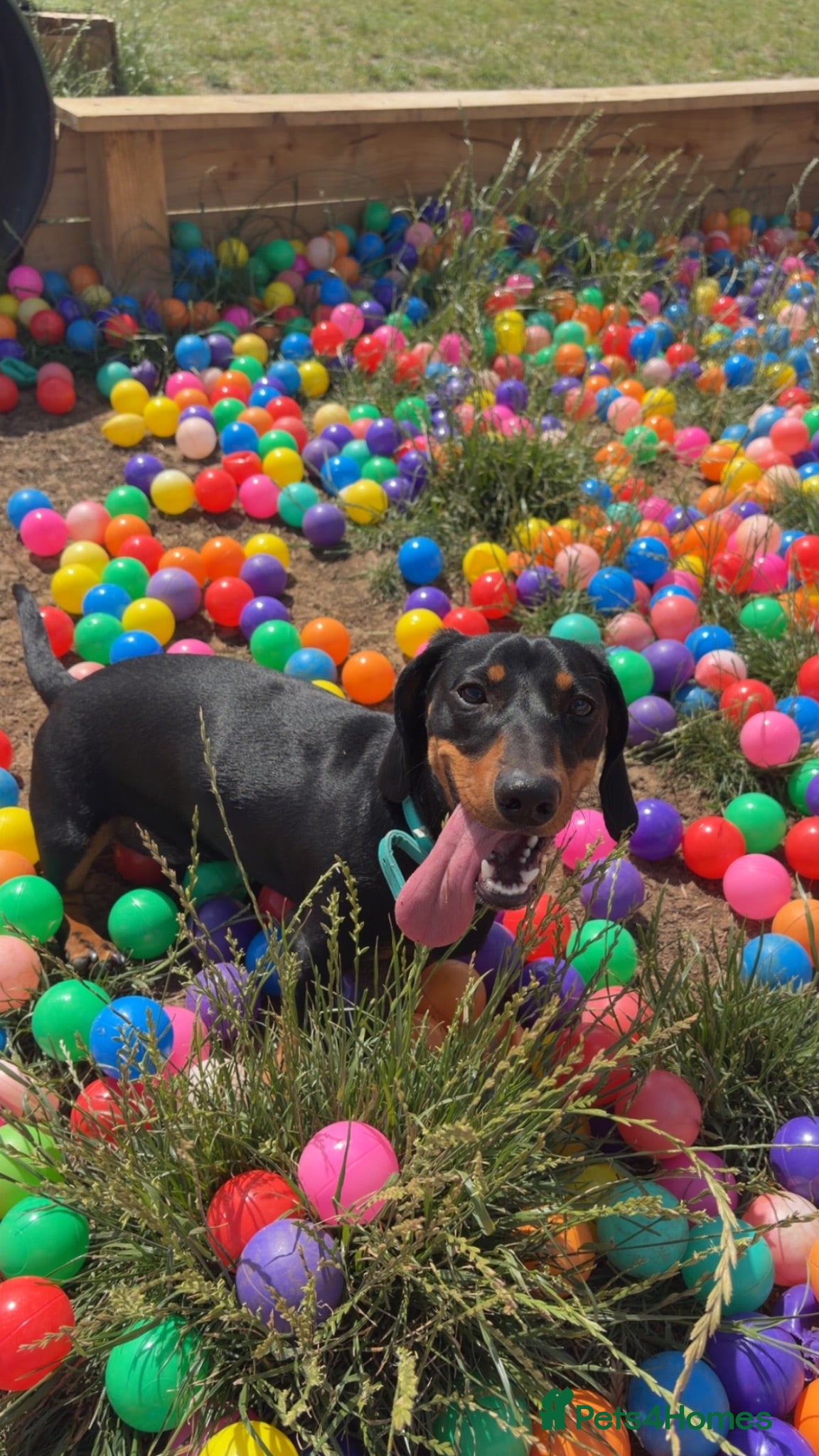 Dachshund dogs Male dachshund 10 months old  - Advert 2