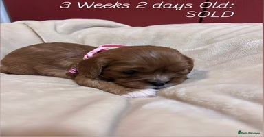 Cavalier King Charles Spaniel dogs King Charles, 1 Blenheim Puppy Available  - Advert 7