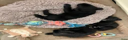 Mixed Breed dogs for sale: Available now - Advert 5