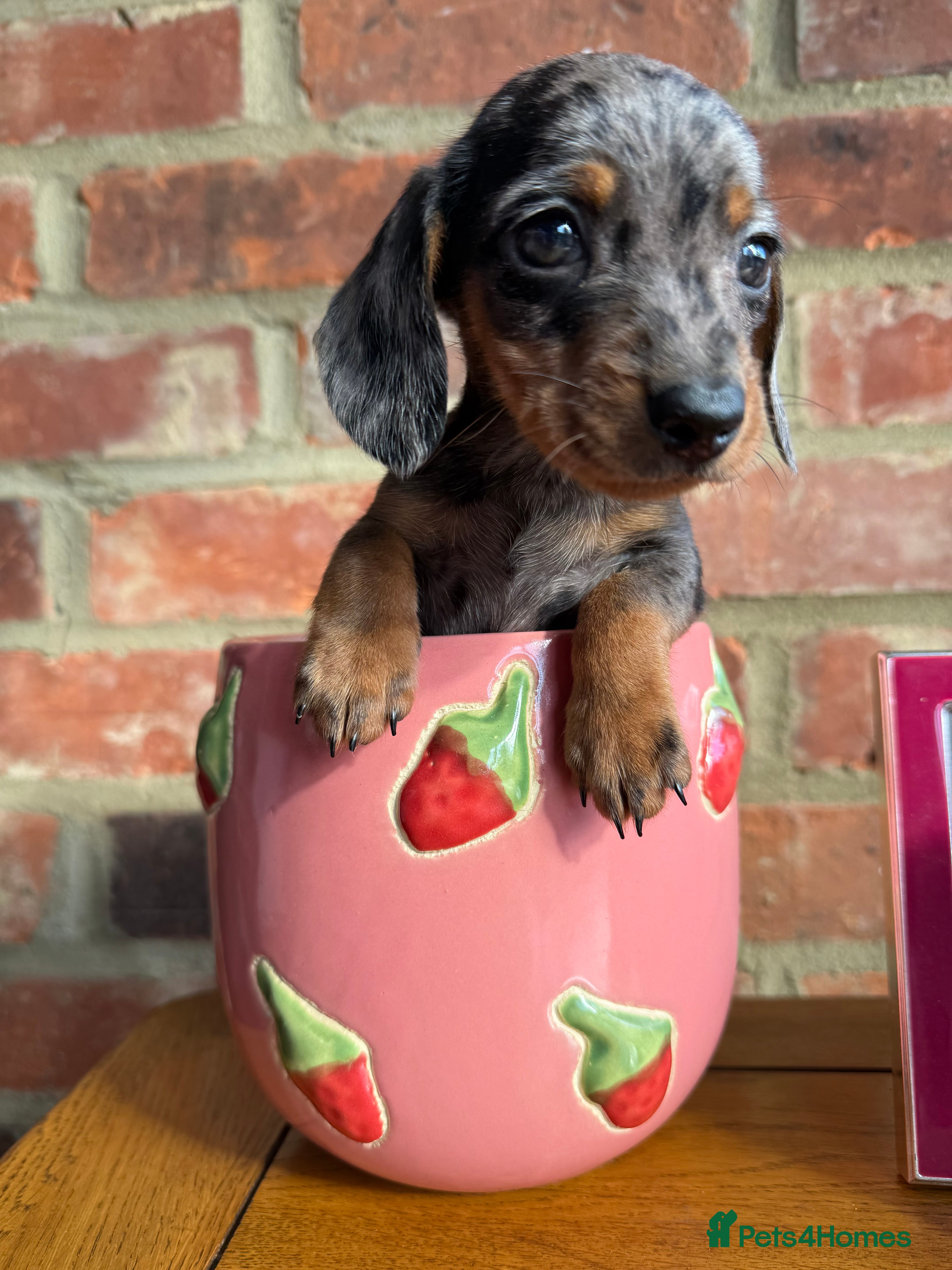 Miniature Dachshund dogs The TINEST miniature EVER silver dapple female - Advert 10
