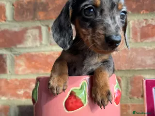 Miniature Dachshund dogs The TINEST miniature EVER silver dapple female - Advert 6