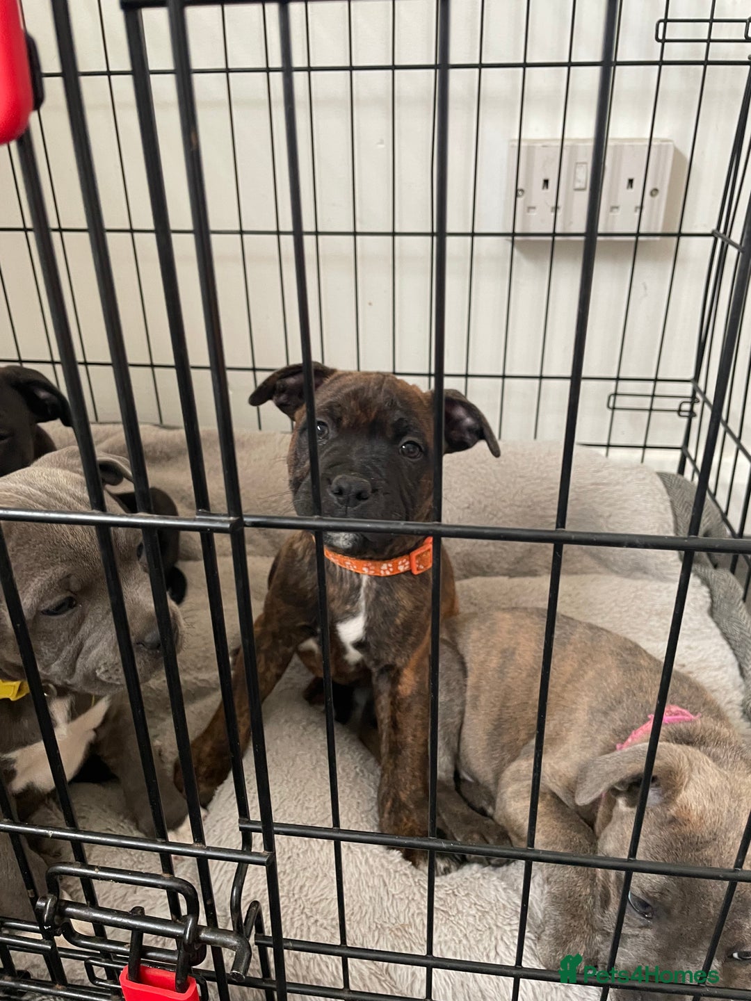 Staffordshire Bull Terrier dogs for sale: 🏅🏆 CHAMPION PLAY BOY STAFFY PUP LAST BOY!! - Image 16