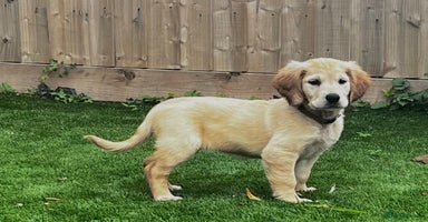 Golden Retriever dogs - Advert 13