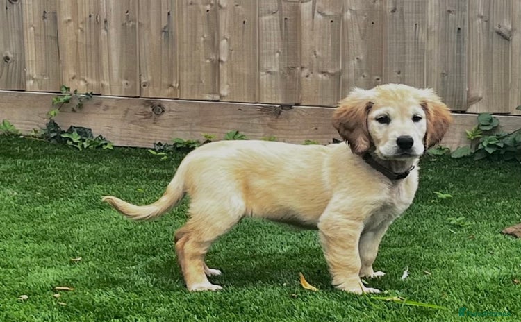 Golden Retriever dogs - Advert 1