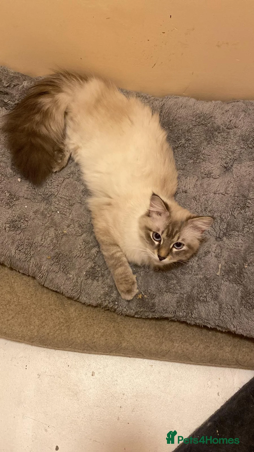 Neva Masquerade cats for stud: Pure Neva Masquerade for Stud - Advert 6