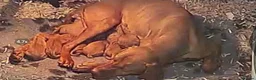Hungarian Vizsla dogs for sale: Beautiful litter of vizsla’s  - Advert 2