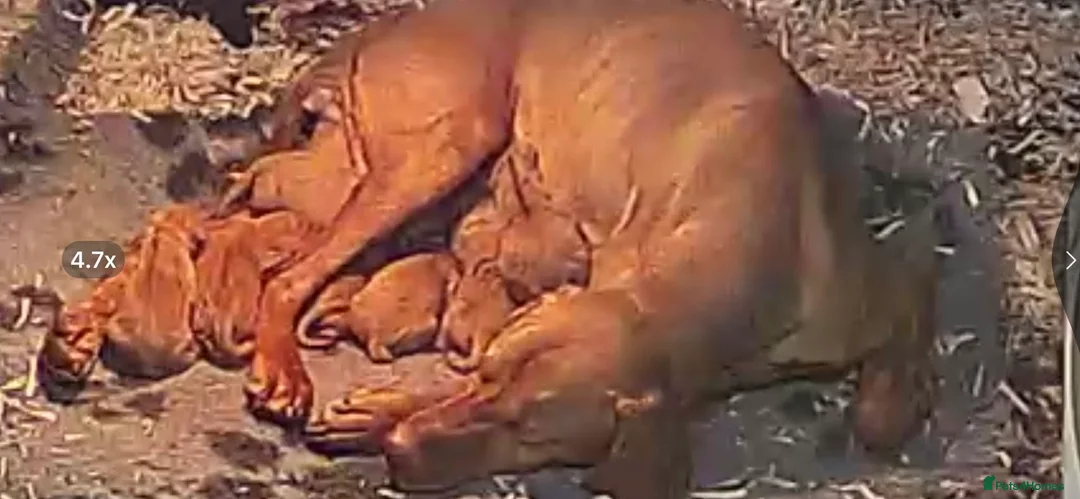 Hungarian Vizsla dogs for sale: Beautiful litter of vizsla’s  - Advert 2