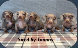 Miniature Dachshund dogs for stud: Dapple Long Haired Studs OREO &TOMMY 🌟  in Tipton - Image 5