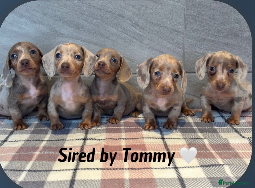Miniature Dachshund dogs for stud: Dapple Long Haired Studs OREO &TOMMY 🌟  in Tipton - Image 5