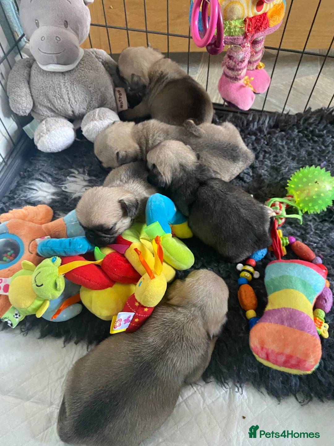 Pug dogs for sale: Outstanding pug puppies for sale  - Advert 11