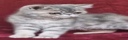 Exotic cats for sale: Stunning exotic/persian kittens - Advert 14