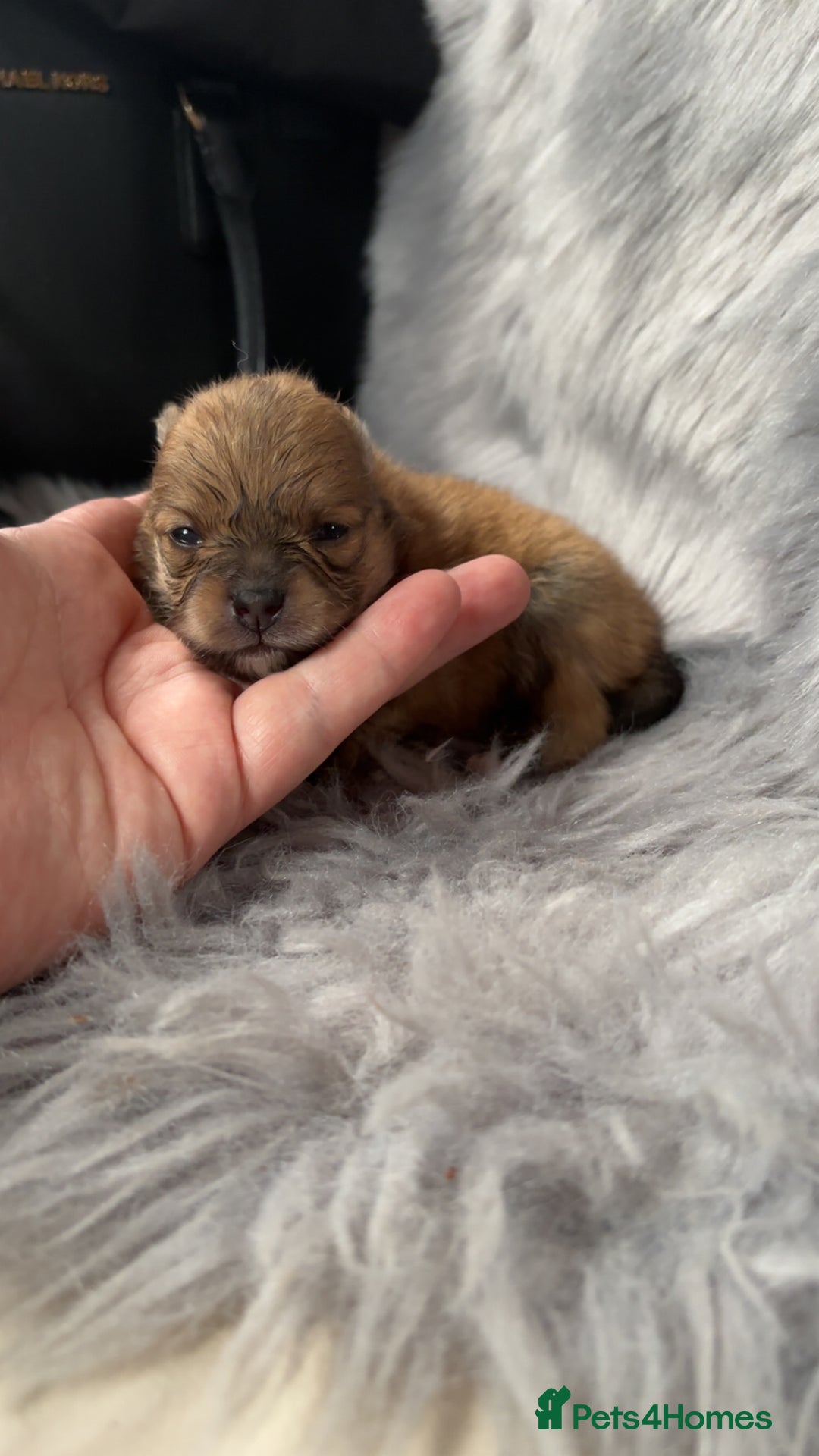 Pomeranian dogs for sale: Pomeranian  - Image 3
