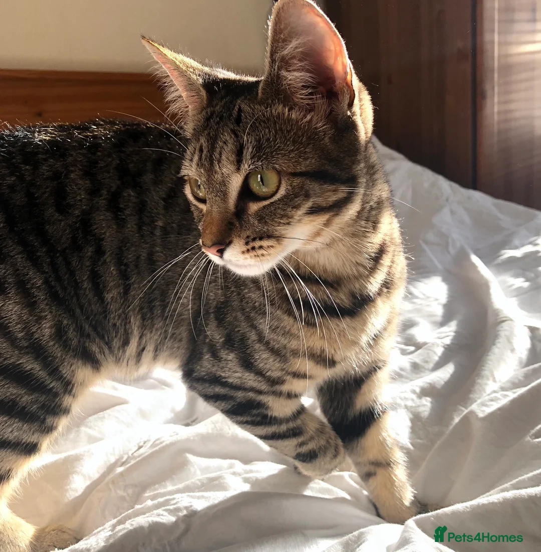 Mixed Breed cats for sale: Affectionate Tabby Princess - Advert 1