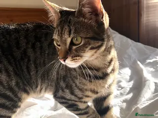 Mixed Breed cats Affectionate Tabby Princess - Advert 1