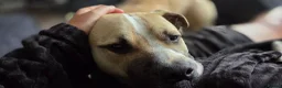 Mixed Breed dogs for sale: Mastiff x boxer  - Advert 4